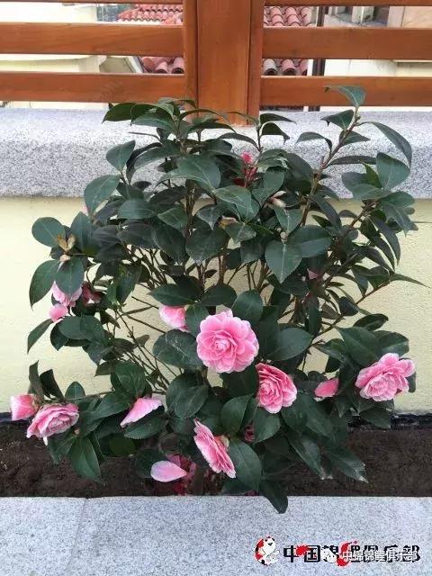 楼顶鱼池有哪些,屋顶鱼池的建造方法