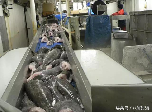 长钩柄鱼钩钓鲫鱼,长绳排钩钓鱼怎么钓鲫鱼