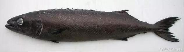 长钩柄鱼钩钓鲫鱼,长绳排钩钓鱼怎么钓鲫鱼