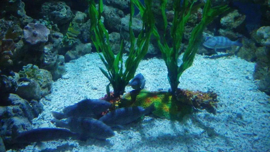 去厦门旅游这几个地方一定要去,厦门旅游最值得推荐的七个地方