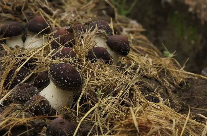 崇明旅游小镇,印象崇明岛