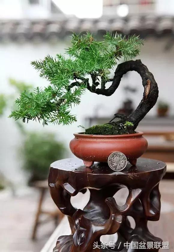 微型盆景拇指盆批发,微型盆景小摆件厂家批发