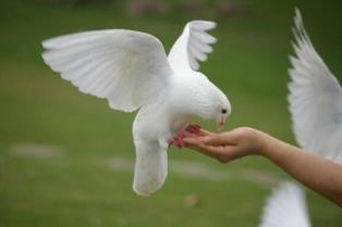 放生和不杀生也是布施吗,放生还是投食