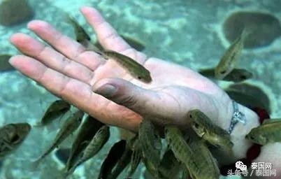 火遍全泰的这种“小鱼啃脚Spa”,你可知有多大健康风险?