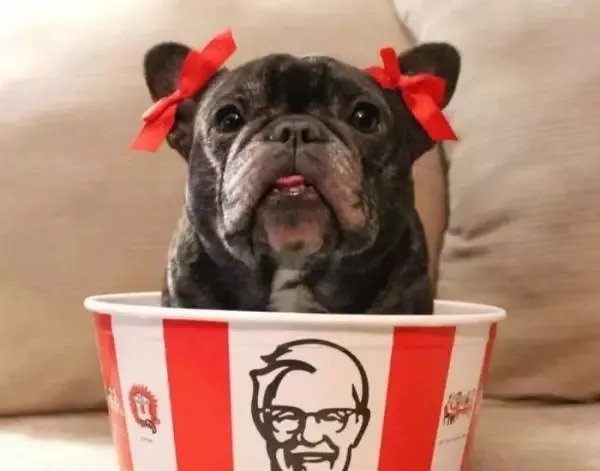 养狗必知的100条知识,24条养狗小知识都在这里了