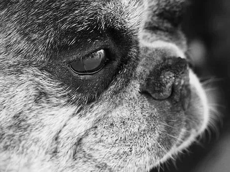 养狗必知的100条知识,24条养狗小知识都在这里了