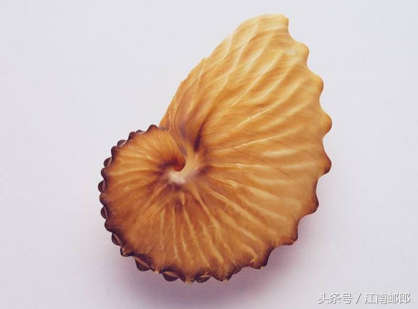 勇敢的姑娘大结局,开贝壳店