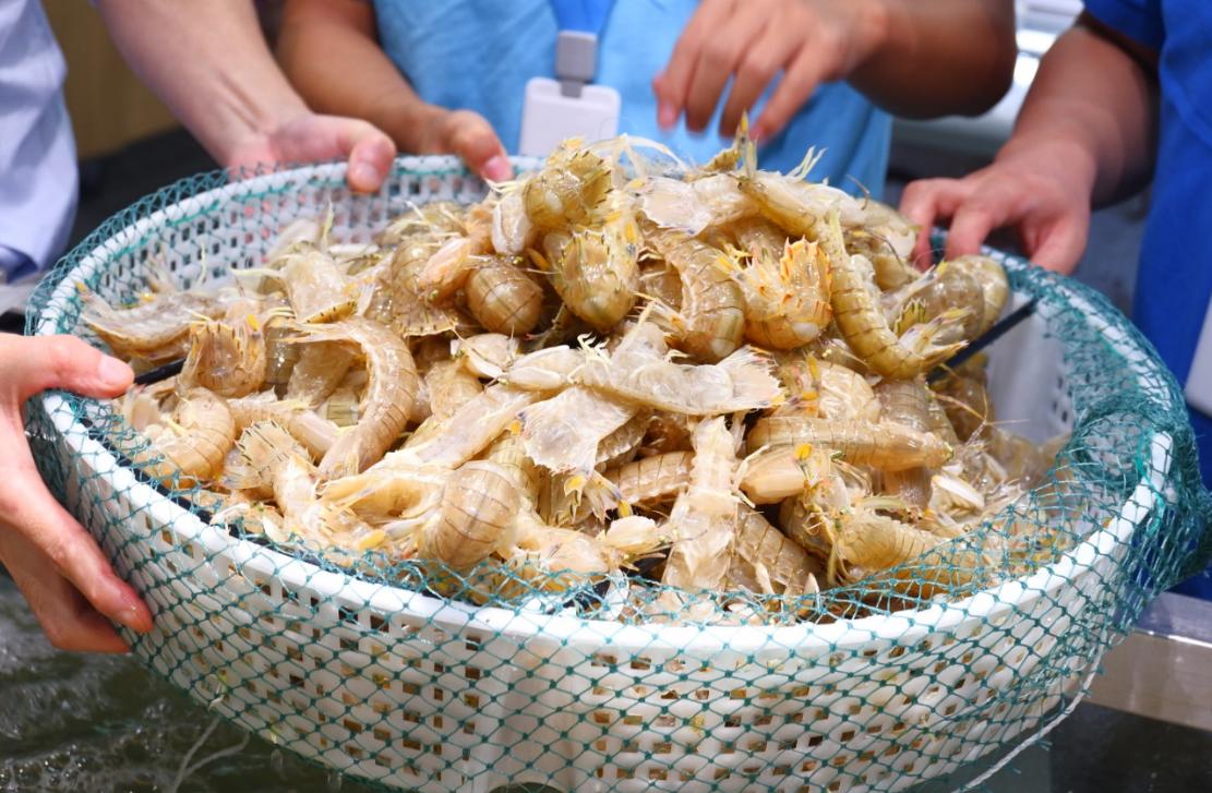 东海开渔捕蟹,东海开渔捕海鲜