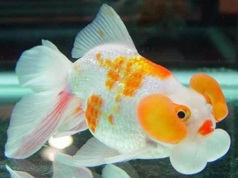 清朝正白旗旗人金鱼养殖心经:《虫鱼雅集》(下)