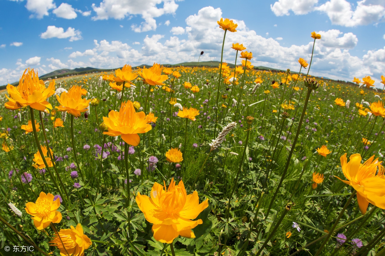 创业故事站：他“饲花弄草”，打造“花园式”村庄