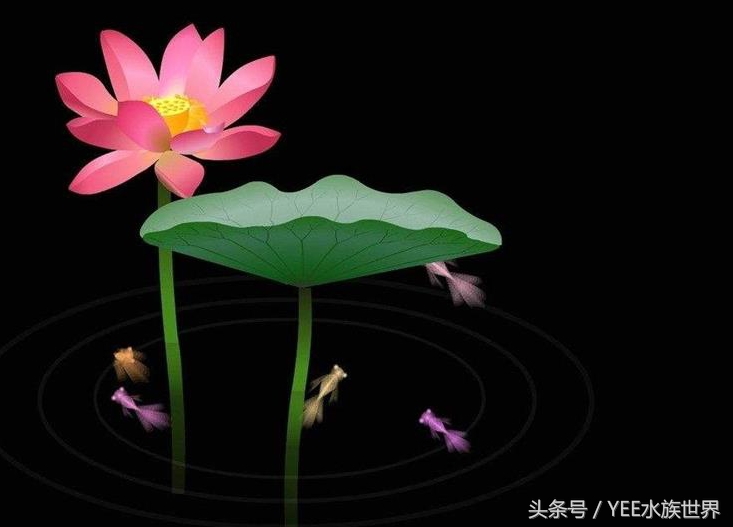 鱼缸里的”君子”排行，有遗憾，不完美