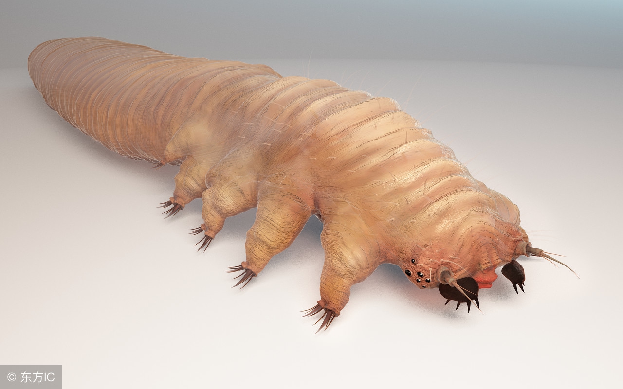 鼻子黑头小颗粒怎么去除,鼻子反复长黑头挤完都是坑