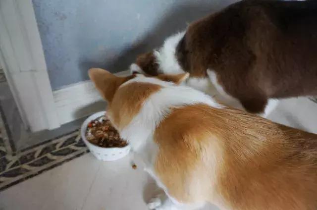 三文鱼跟牛肉怎么自制狗粮,三文鱼牛肉狗粮