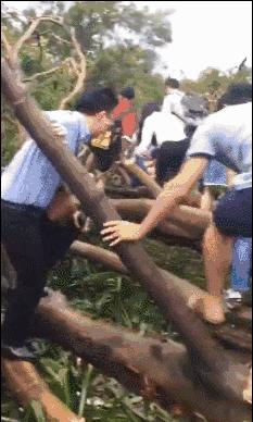 “山竹”过后首个工作日：广东人爬树都要去上班！