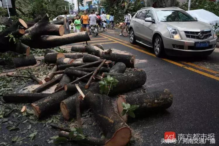 “山竹”过后首个工作日：广东人爬树都要去上班！