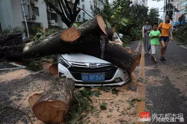 “山竹”过后首个工作日：广东人爬树都要去上班！