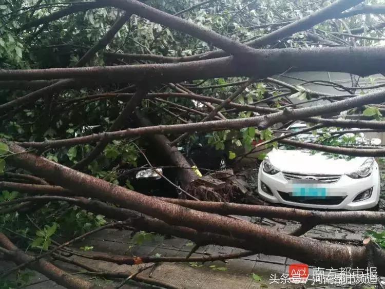 “山竹”过后首个工作日：广东人爬树都要去上班！