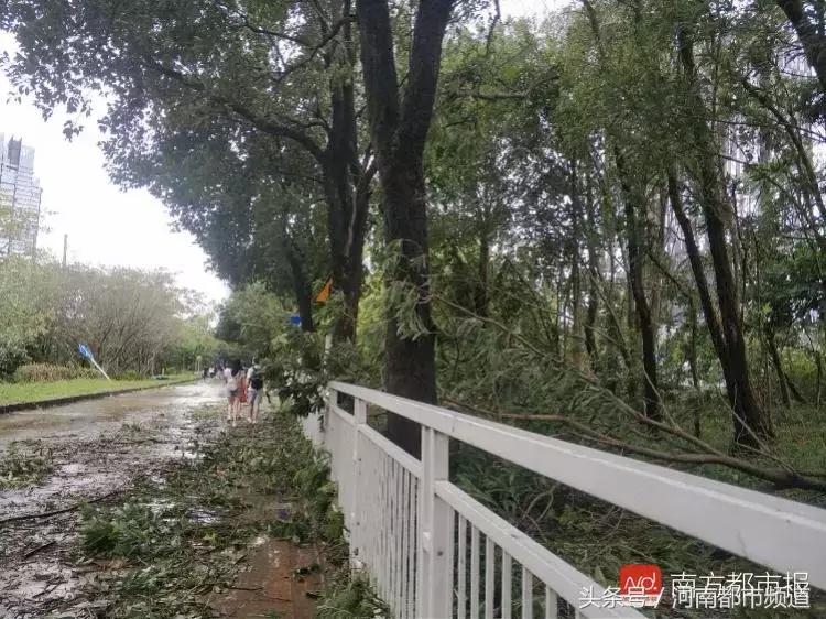 “山竹”过后首个工作日：广东人爬树都要去上班！