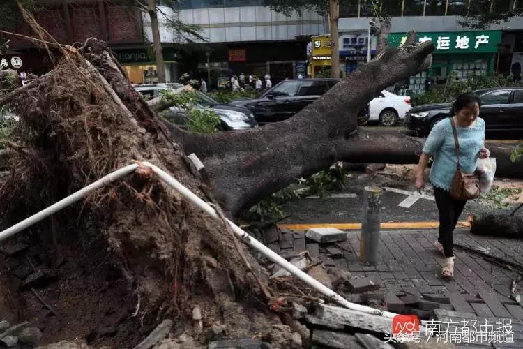 “山竹”过后首个工作日：广东人爬树都要去上班！