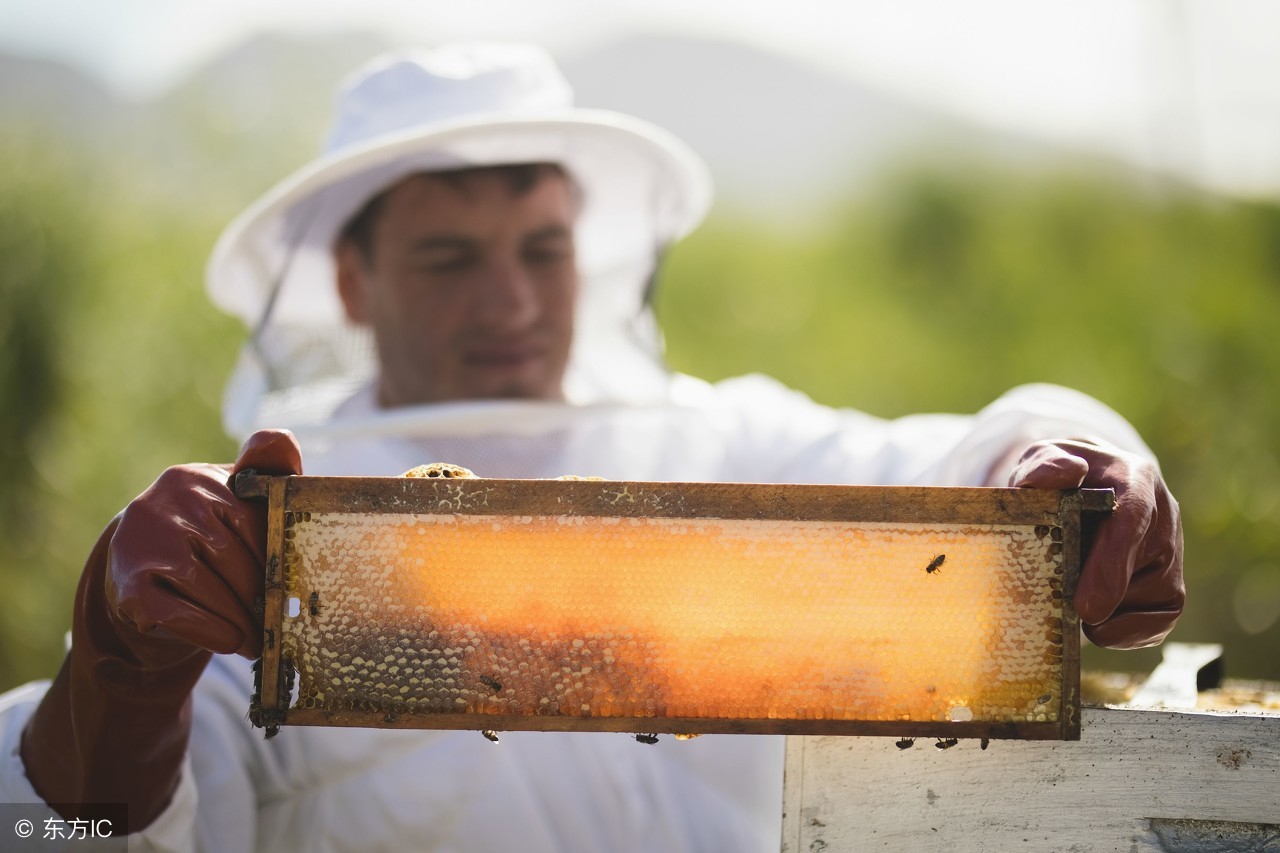 中蜂养殖：巢虫对蜂群危害症状以及防治方法
