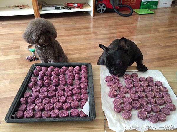 如何养成听话狗狗,如何培养狗狗的定点吃饭的习惯