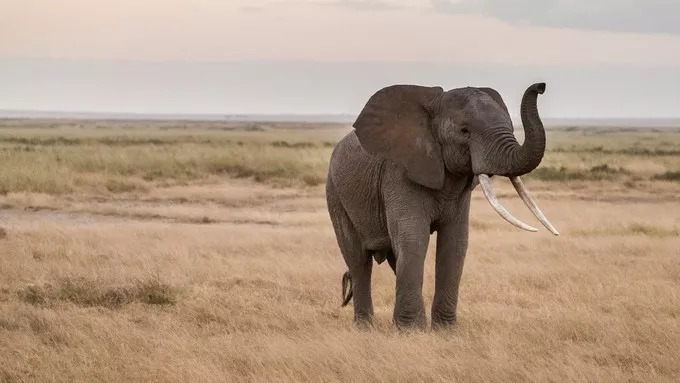 最恐怖的拍摄经历｜我在非洲被长颈鹿强吻了……