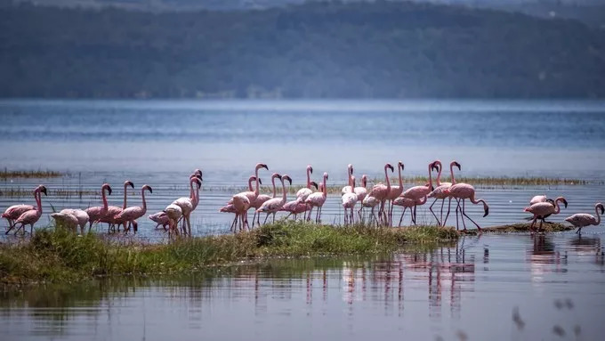 最恐怖的拍摄经历｜我在非洲被长颈鹿强吻了……