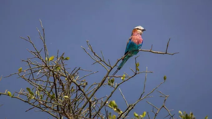 最恐怖的拍摄经历｜我在非洲被长颈鹿强吻了……