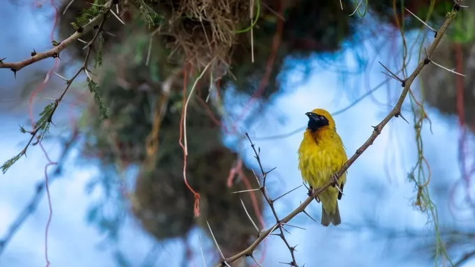 最恐怖的拍摄经历｜我在非洲被长颈鹿强吻了……