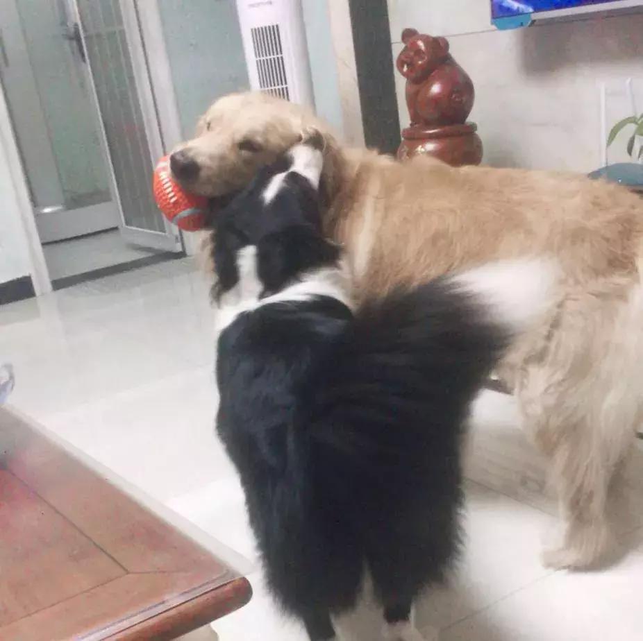 吐槽大会狗狗事件,吐槽大会泰迪犬