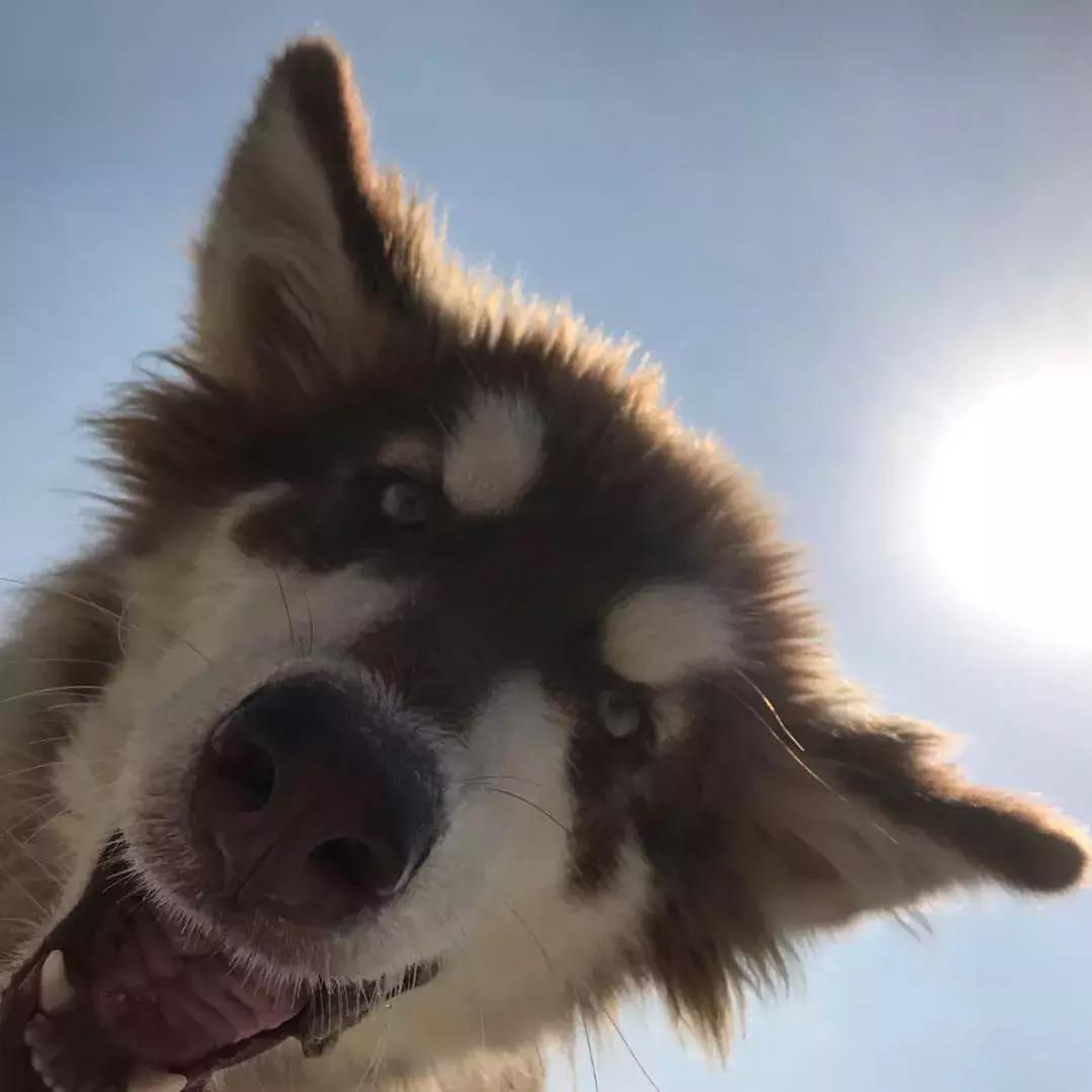 吐槽大会狗狗事件,吐槽大会泰迪犬