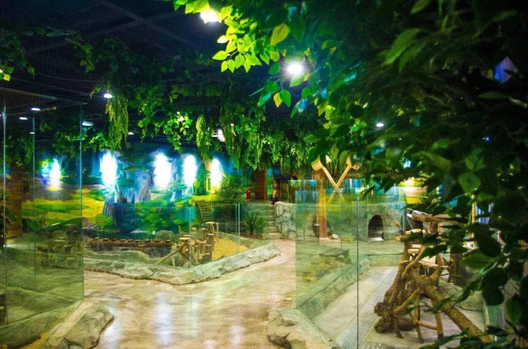 重庆小熊猫互动的动物园,重庆动物园有小熊猫