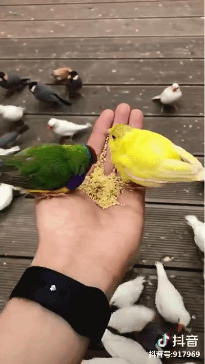 重庆小熊猫互动的动物园,重庆动物园有小熊猫