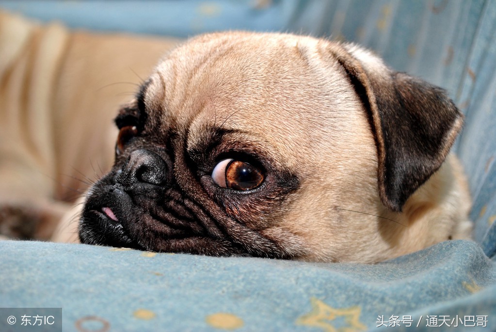 十大最丑的巴哥犬,巴哥犬的特点有哪些