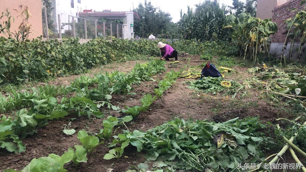 游子归乡记完整视频,游子归乡记