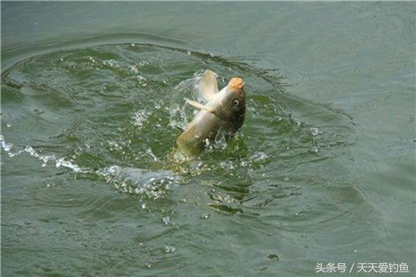 细线遛鲤鱼技巧,三个大招