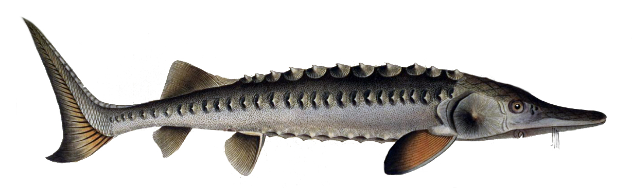 顶级鱼子酱美食,四大美食之一的鱼子酱