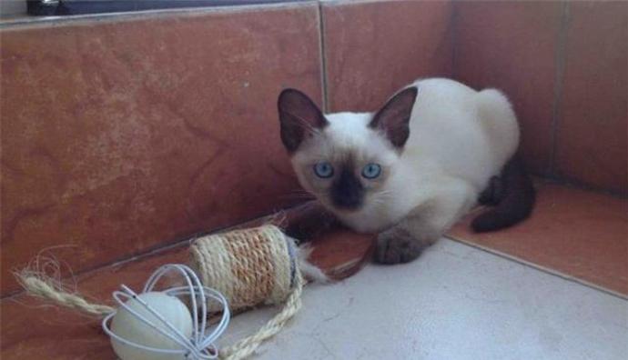 有长期的流浪猫来你家有什么说法,流浪猫来到家门口要不要收养