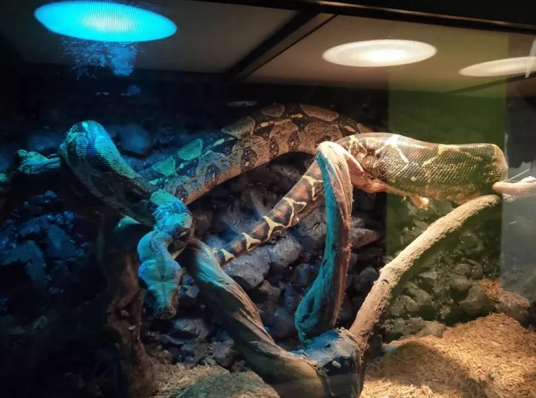 羊驼开门视频,羊驼出门迎接主人