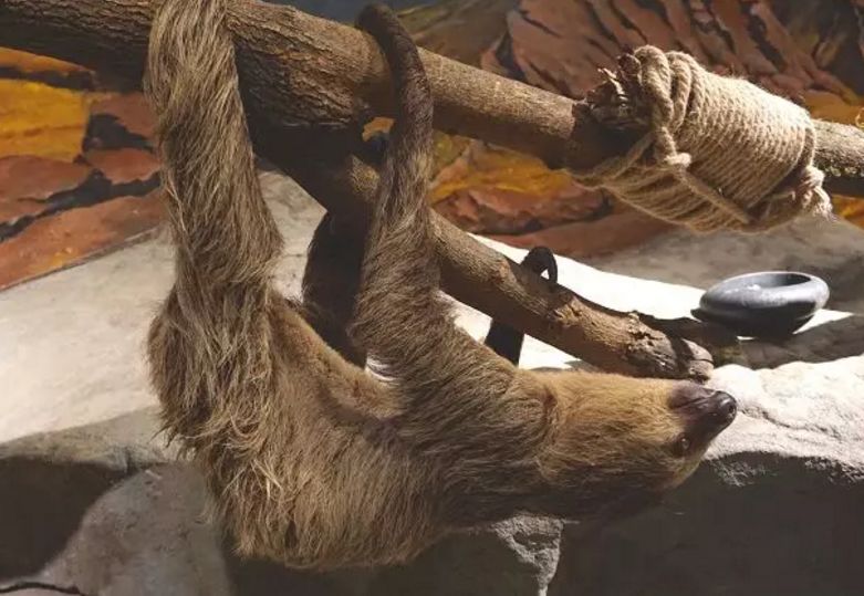 羊驼开门视频,羊驼出门迎接主人