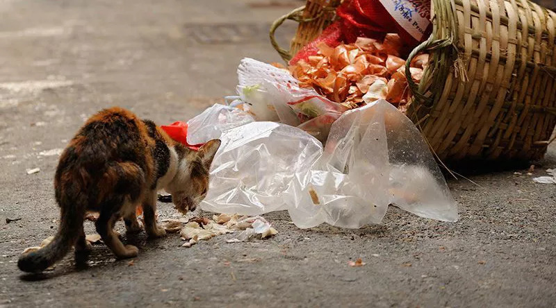 猫会自己治愈吗,猫可以自己治愈吗