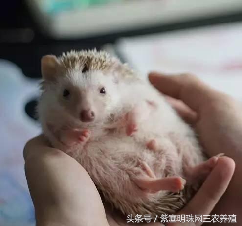 刺猬养殖攻略,刺猬养殖入门必知