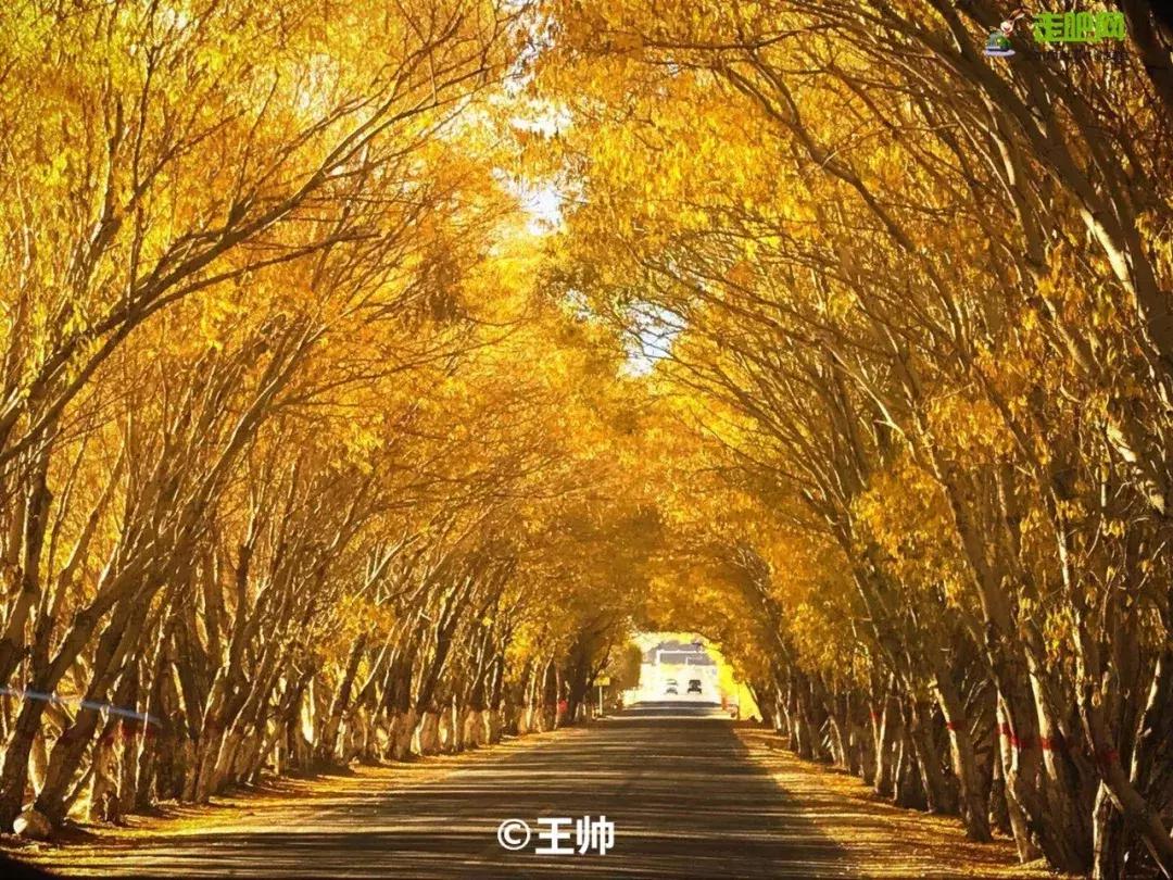 跟着大咖体验南疆最经典路线，玄奘东归路、沙漠胡杨、民俗风情！