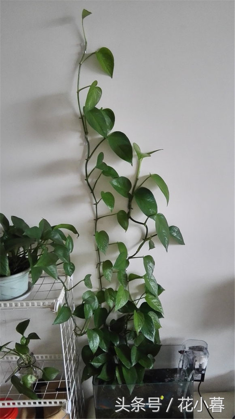 绿萝怎样爬墙长得快,绿萝可以直接爬墙吗