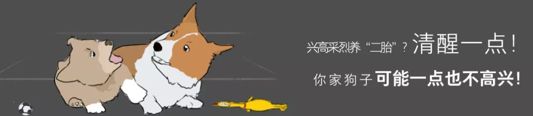 十大最忠诚的狗狗排行榜,十大最好养最忠诚的狗狗