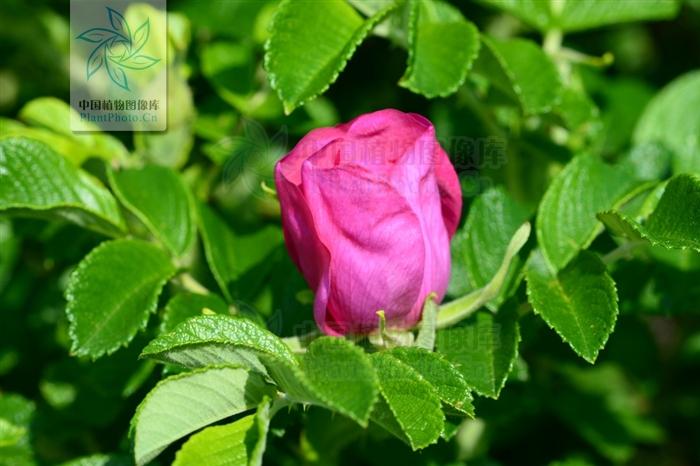 月季香槟玫瑰,月季玫瑰蔷薇你分得清吗