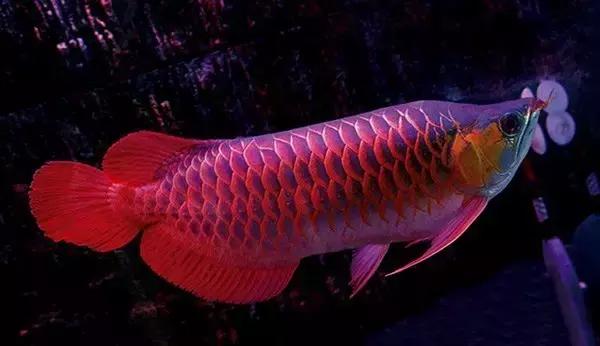 龙鱼怎么区分高背或过背,龙鱼英国大白片真假鉴别