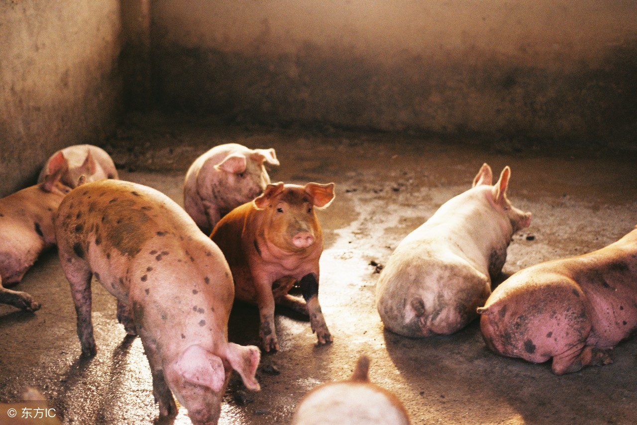 这6种病不能治愈,皮肤有类似出血的小红点是什么病