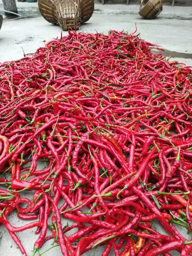 特色产业助力农民走上脱贫致富路,贫困户创业带领乡亲致富