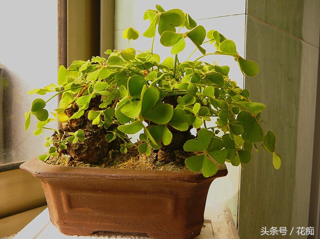 三叶草养成老桩,三叶草怎么养成老桩